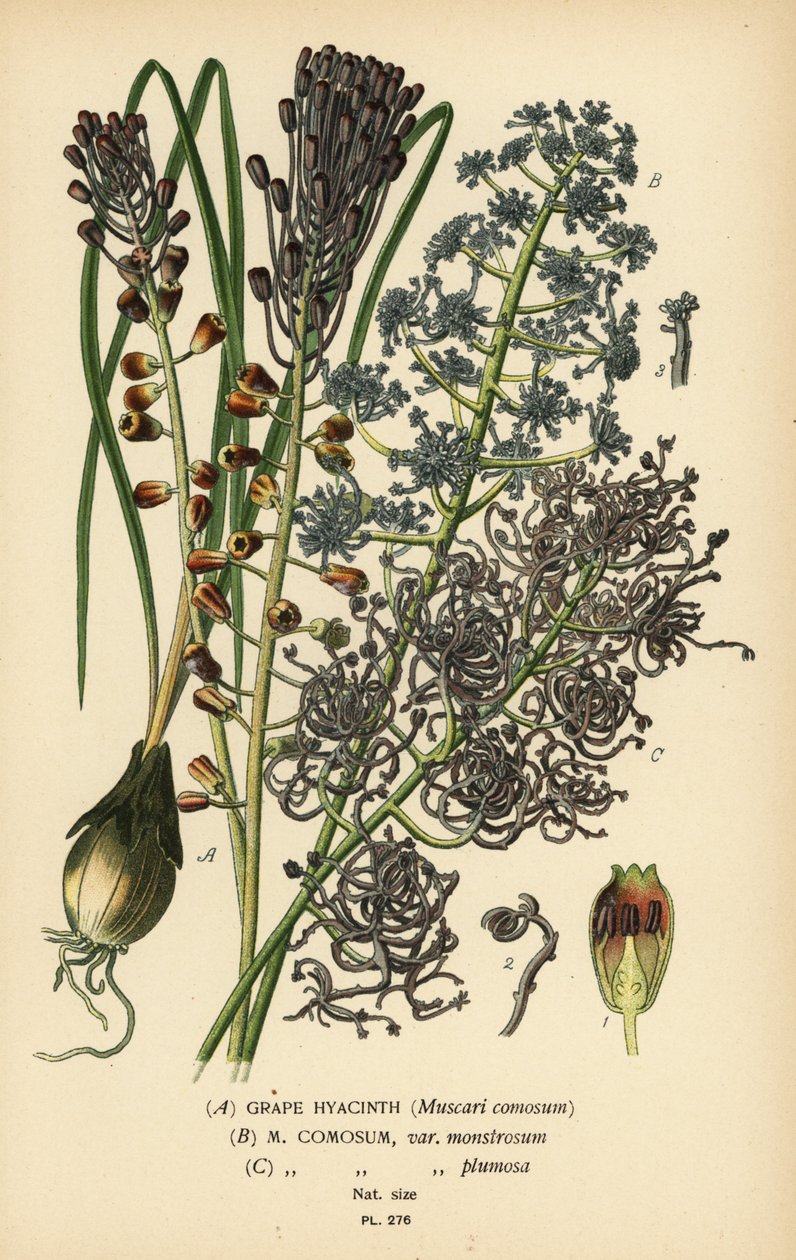 Szafirek, Leopoldia comosa (Muscari comosum, var. monstrosum, var. plumosa). Chromolithograph z ilustracji Desire Bois z filmu Ulubione kwiaty ogrodu i szklarni Edwarda Stepa, Frederick Warne, Londyn autorstwa Désiré Georges Jean Marie Bois