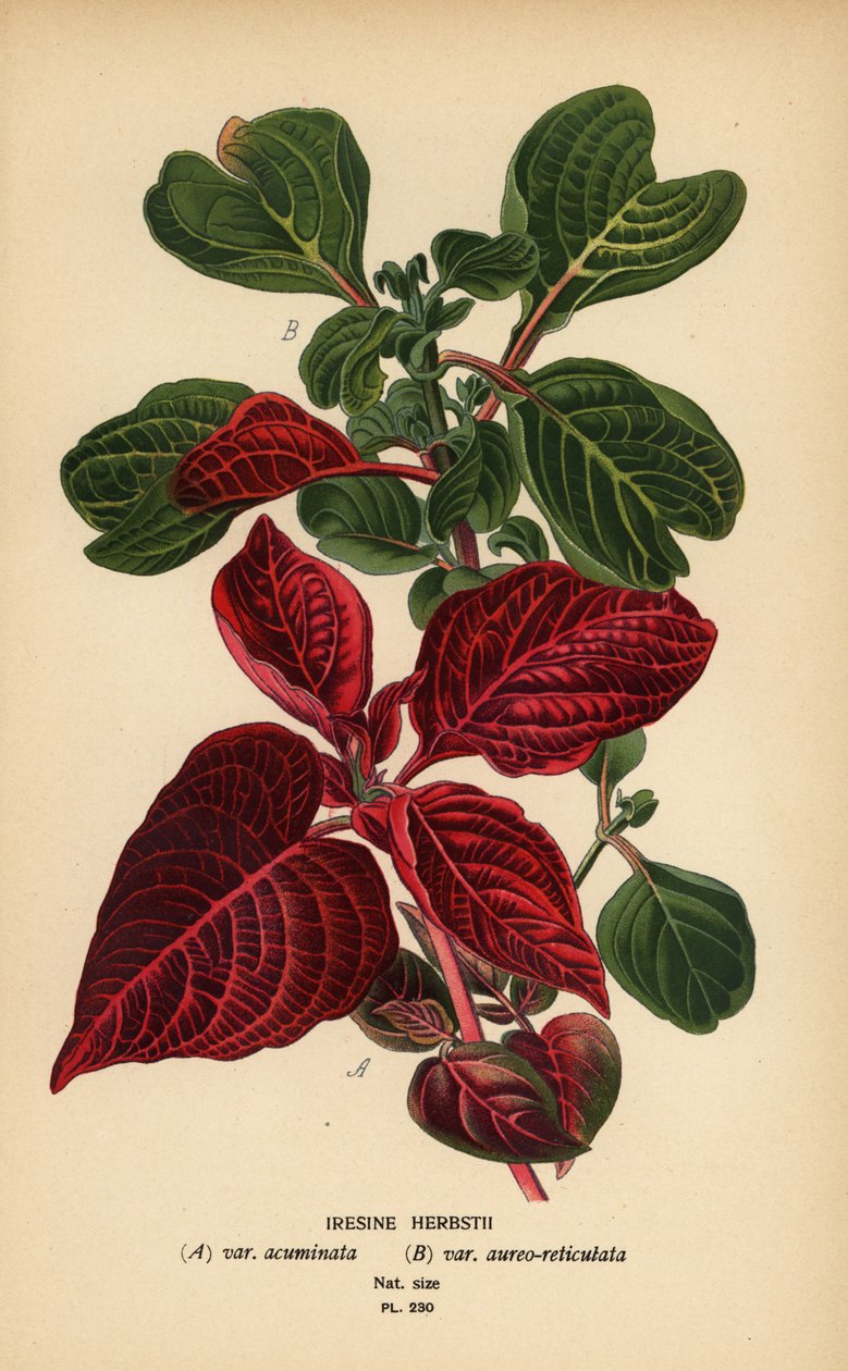 Odmiany krwiolistne Herbsta, Iresine herbstii a) var. acuminata, b) var. aureore-reticulata. Chromolithograph z ilustracji Desire Bois z filmu Ulubione kwiaty ogrodu i szklarni Edwarda Stepa, Frederick Warne, Londyn autorstwa Désiré Georges Jean Marie Bois