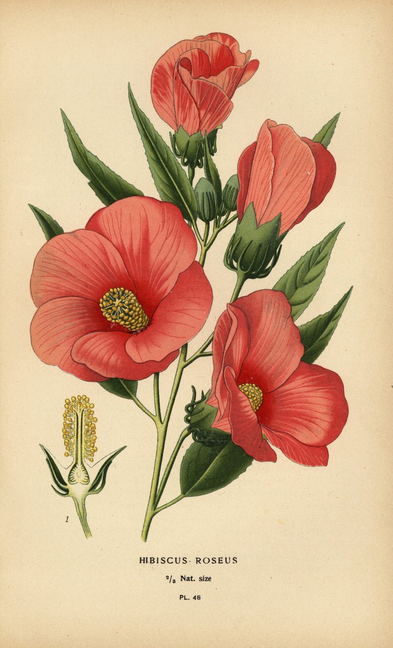 Hibiskus różany. autorstwa Désiré Georges Jean Marie Bois