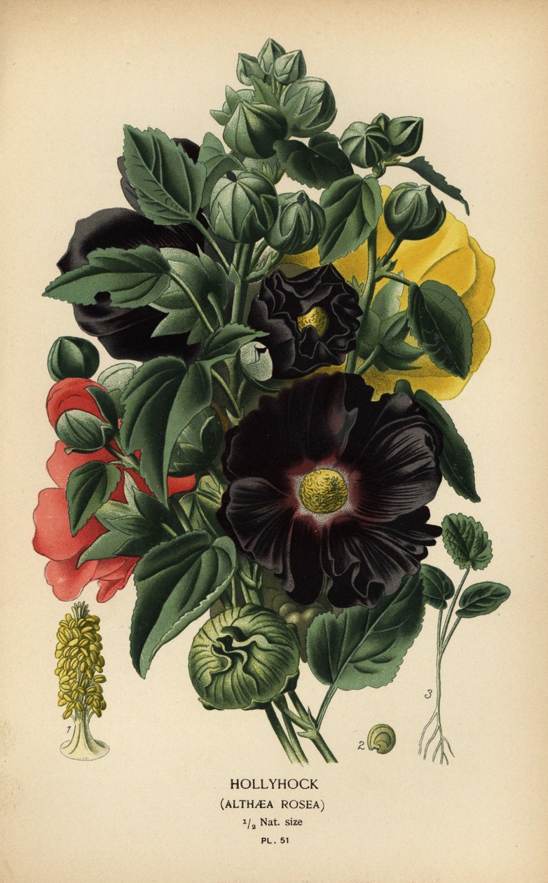 Malwa, Alcea rosea. autorstwa Désiré Georges Jean Marie Bois