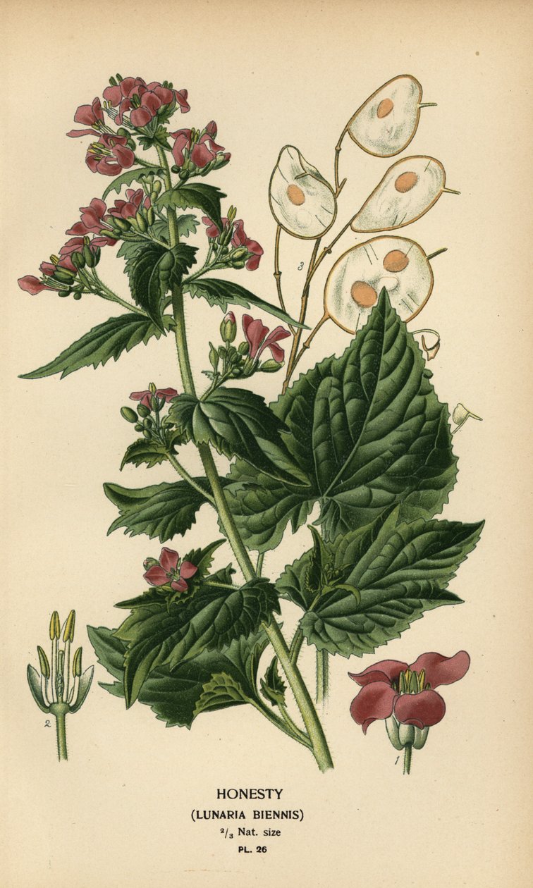 Uczciwość, Lunaria annua. autorstwa Désiré Georges Jean Marie Bois