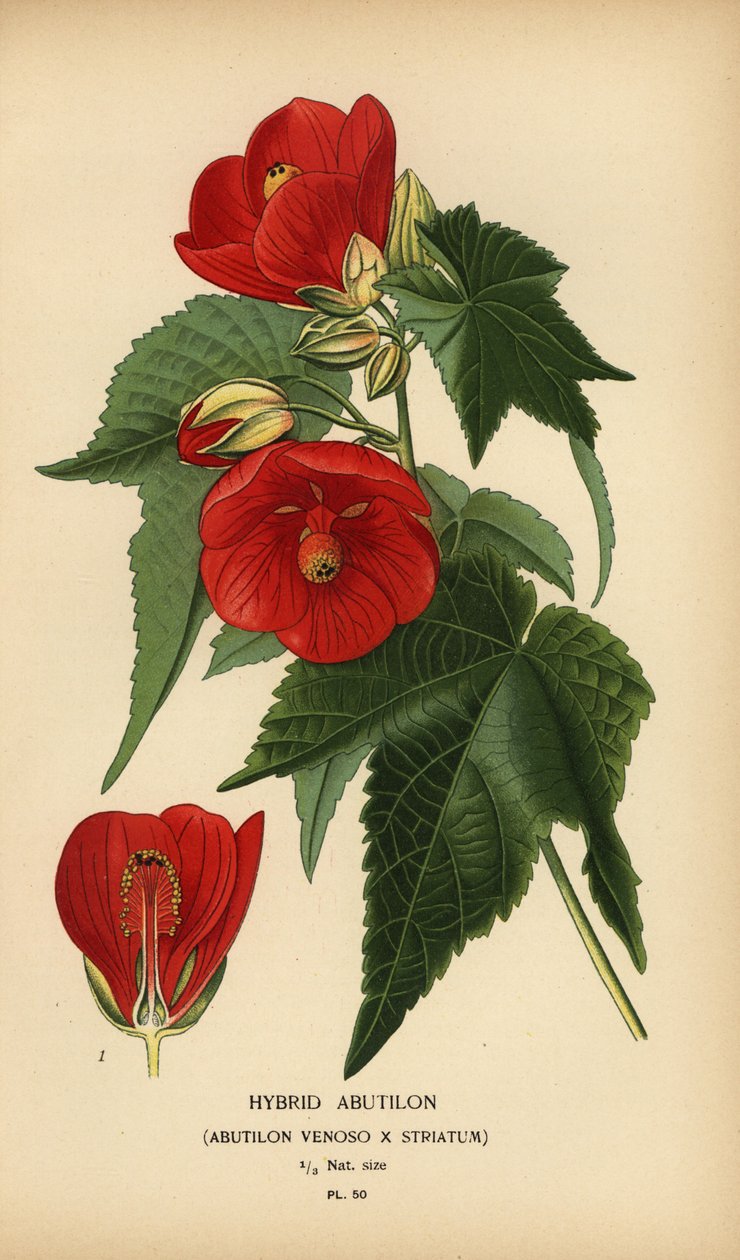 Abutilon hybrydowy, Abutilon pictum. autorstwa Désiré Georges Jean Marie Bois