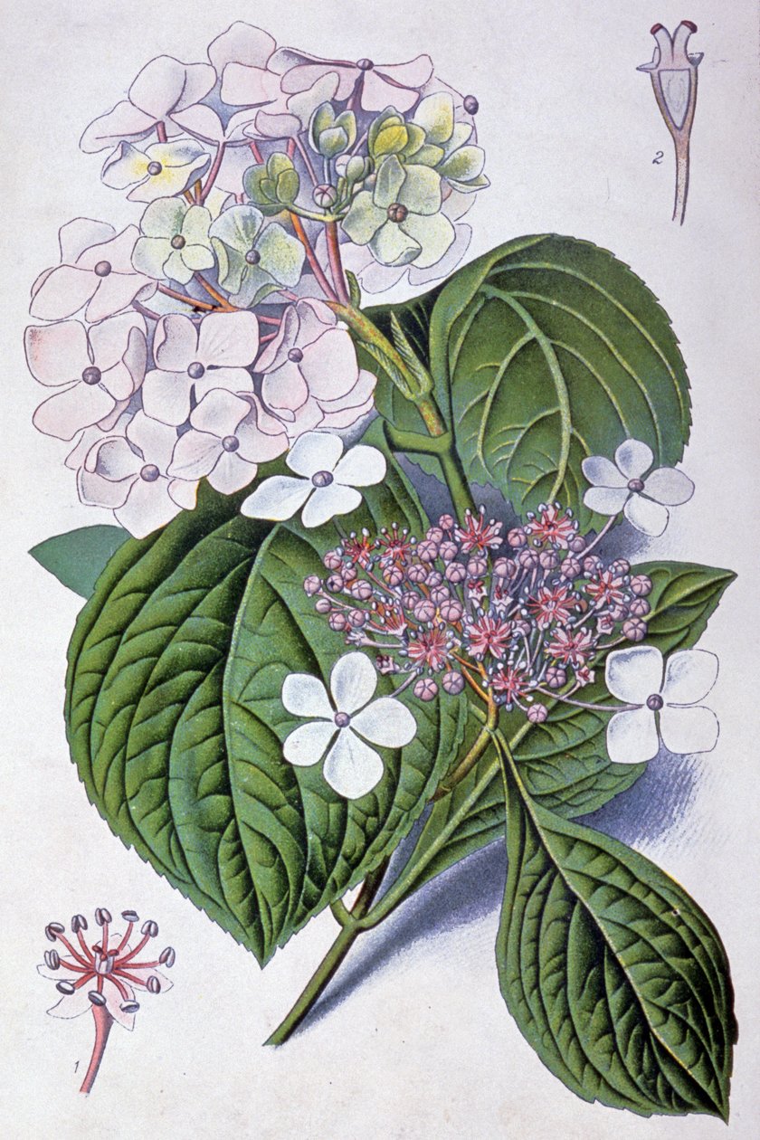 Hortensja, początek XX wieku (ilustracja) autorstwa Désiré Georges Jean Marie Bois