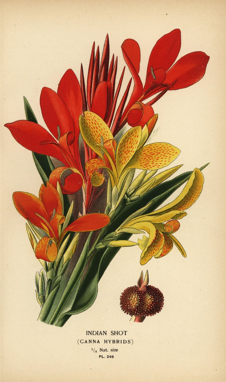 Indian shot, hybrydy Canna indica. Chromolithograph z ilustracji Desire Bois z filmu Ulubione kwiaty ogrodu i szklarni Edwarda Stepa, Frederick Warne, Londyn autorstwa Désiré Georges Jean Marie Bois