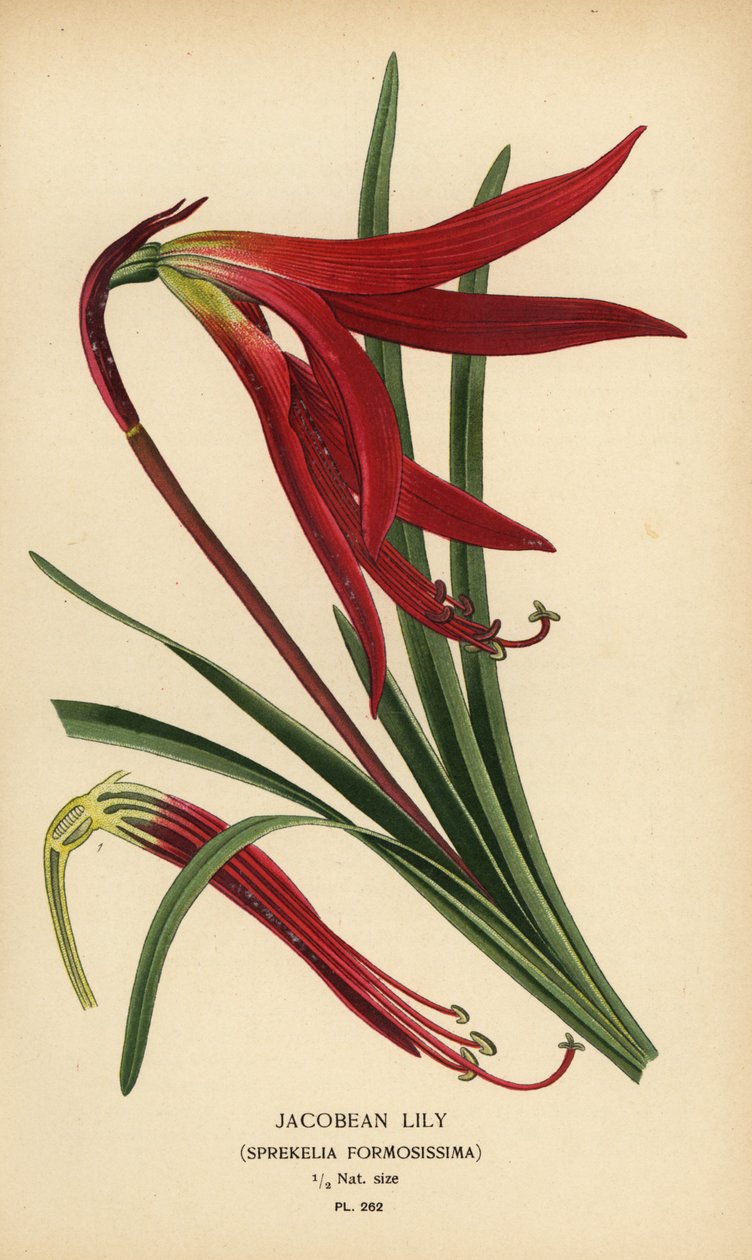 Lilia Jakubowa, Sprekelia formosissima. Chromolithograph z ilustracji Desire Bois z filmu Ulubione kwiaty ogrodu i szklarni Edwarda Stepa, Frederick Warne, Londyn autorstwa Désiré Georges Jean Marie Bois