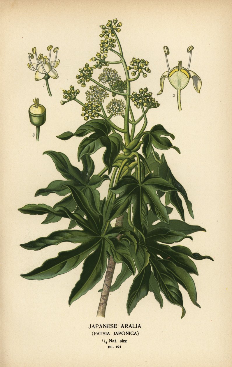 Japońska aralia lub papiernia o błyszczących liściach, Fatsia japonica. autorstwa Désiré Georges Jean Marie Bois