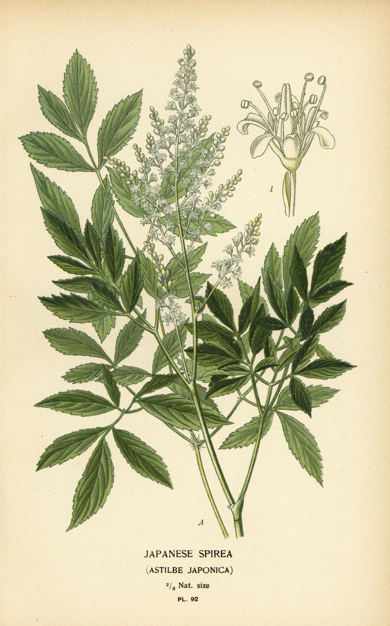 Spirea japońska, Astilbe japonica. autorstwa Désiré Georges Jean Marie Bois