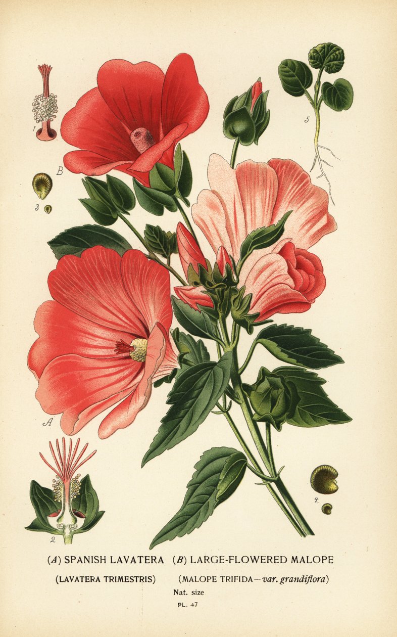 Lavatera trimestris i Malope trifida. autorstwa Désiré Georges Jean Marie Bois