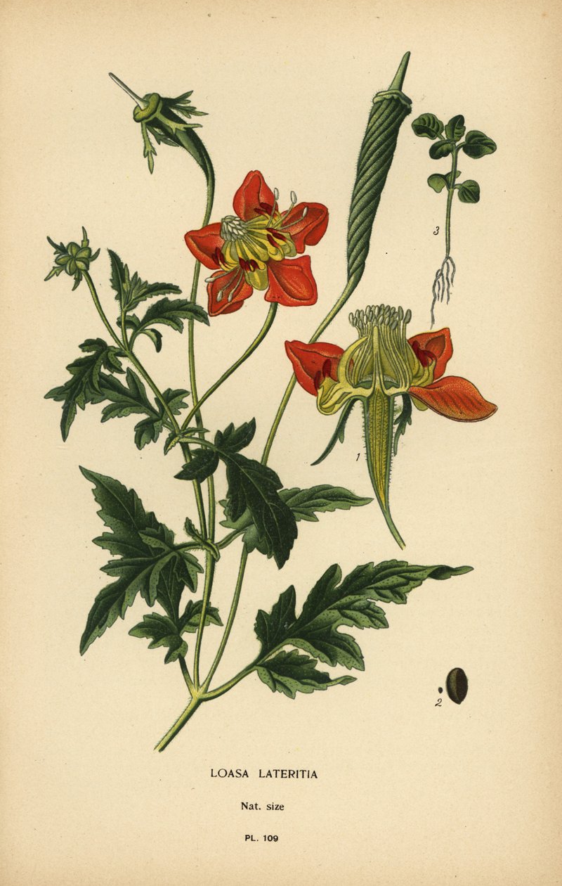 Loasa lateritia. autorstwa Désiré Georges Jean Marie Bois