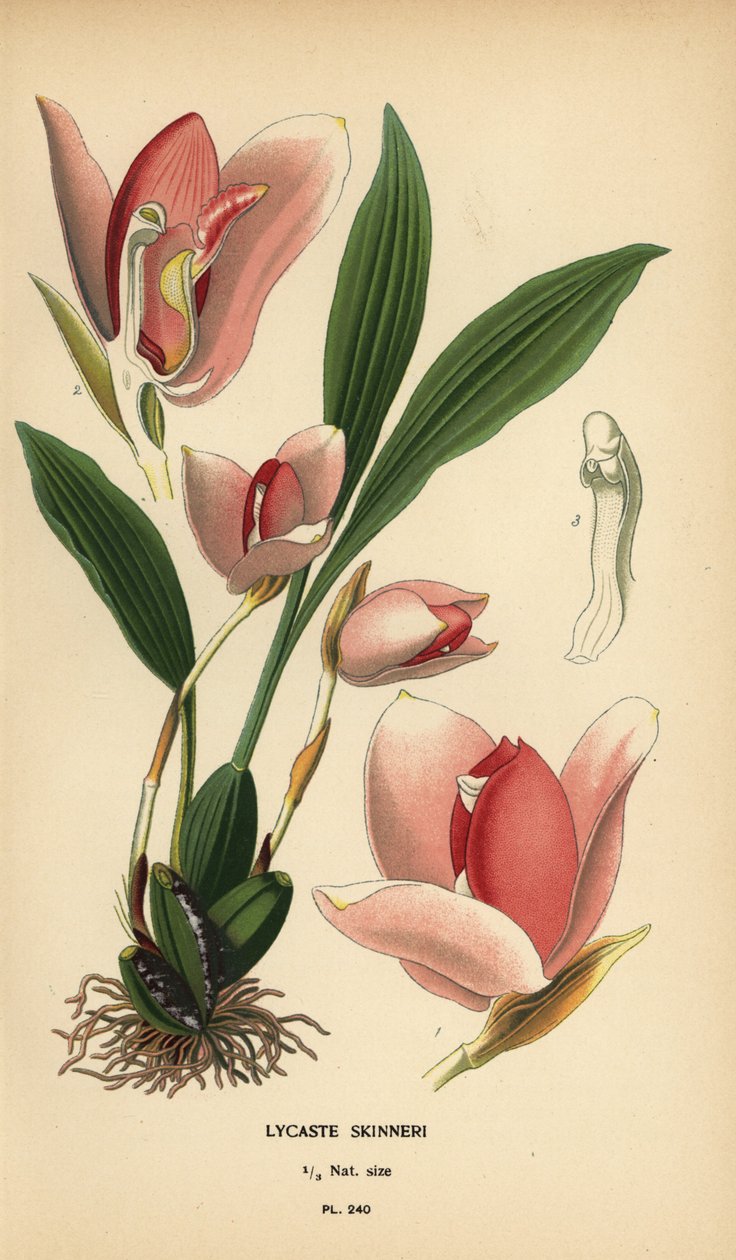 Storczyk Lycaste virginalis (Lycaste skinneri). Chromolithograph z ilustracji Desire Bois z filmu Ulubione kwiaty ogrodu i szklarni Edwarda Stepa, Frederick Warne, Londyn autorstwa Désiré Georges Jean Marie Bois