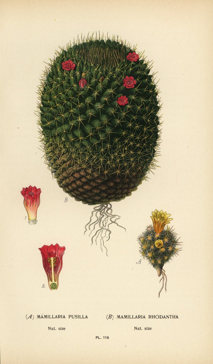 Mammillaria prolifera i Mammillaria rhodantha. autorstwa Désiré Georges Jean Marie Bois