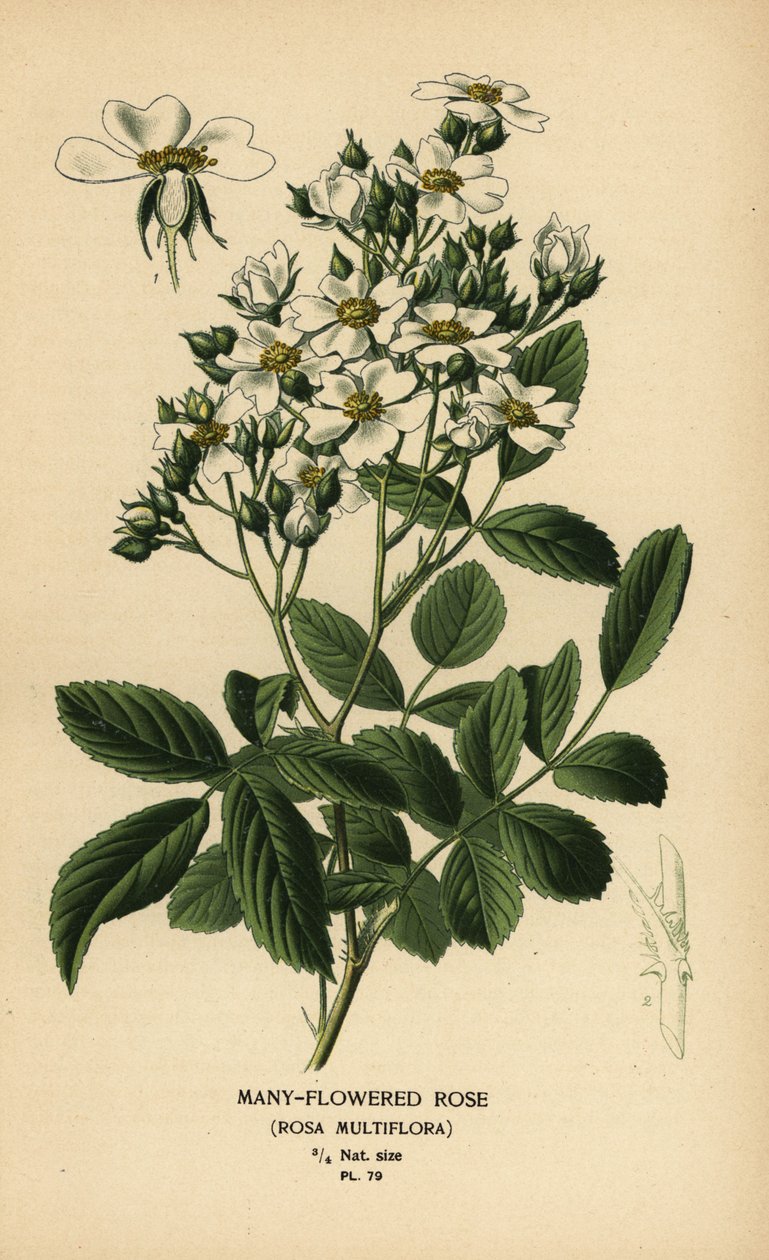 Róża wielokwiatowa, Rosa multiflora. autorstwa Désiré Georges Jean Marie Bois