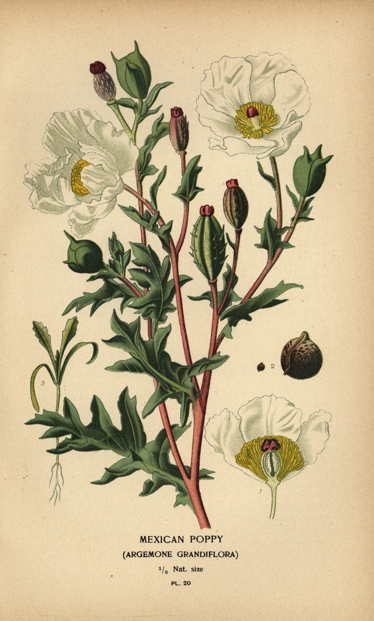 Mak meksykański, Argemone grandiflora. autorstwa Désiré Georges Jean Marie Bois