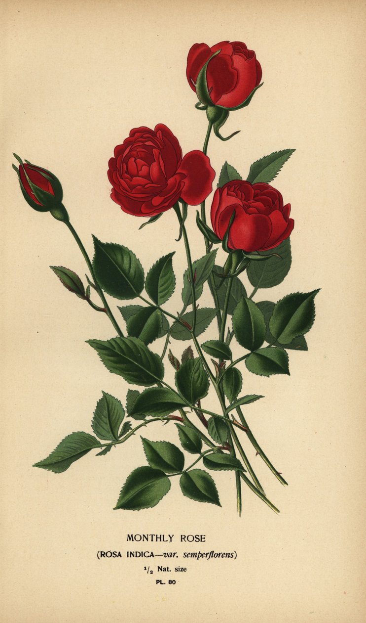 Róża miesięczna, Rosa chinensis var. semperflorenów. autorstwa Désiré Georges Jean Marie Bois