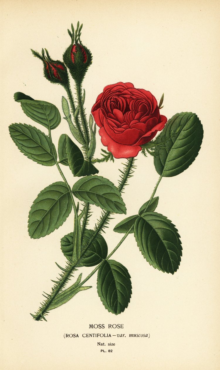 Róża mchowa, Rosa centifolia var. muskoza. autorstwa Désiré Georges Jean Marie Bois
