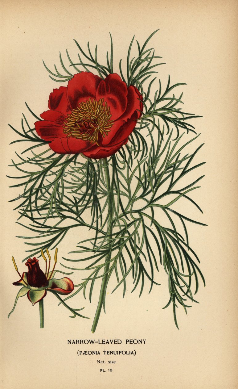 Piwonia wąskolistna, Paeonia tenuifolia, autorstwa Désiré Georges Jean Marie Bois