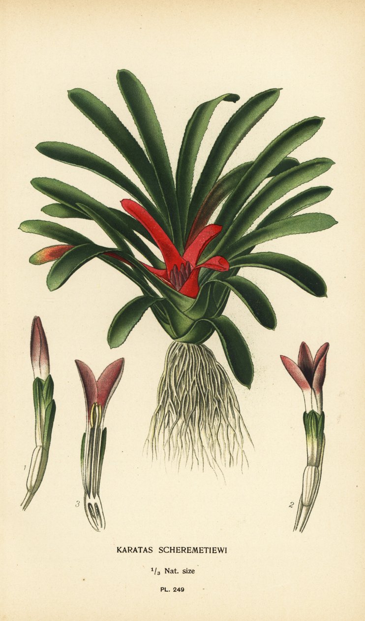 Nidularium scheremetiewii (Karatas scheremetiewi). Chromolithograph z ilustracji Desire Bois z filmu Ulubione kwiaty ogrodu i szklarni Edwarda Stepa, Frederick Warne, Londyn autorstwa Désiré Georges Jean Marie Bois