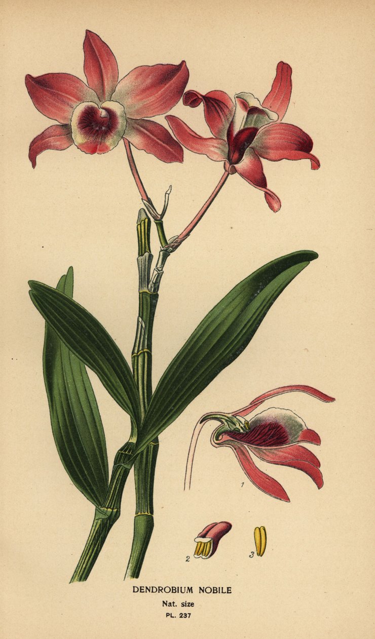 Szlachetna orchidea dendrobium, dendrobium nobile. Chromolithograph z ilustracji Desire Bois z filmu Ulubione kwiaty ogrodu i szklarni Edwarda Stepa, Frederick Warne, Londyn autorstwa Désiré Georges Jean Marie Bois