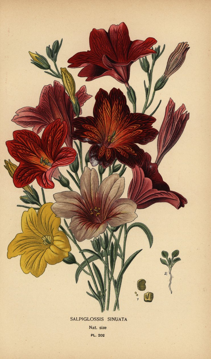 Malowany język lub aksamitny kwiat trąbki, Salpiglossis sinuata. autorstwa Désiré Georges Jean Marie Bois