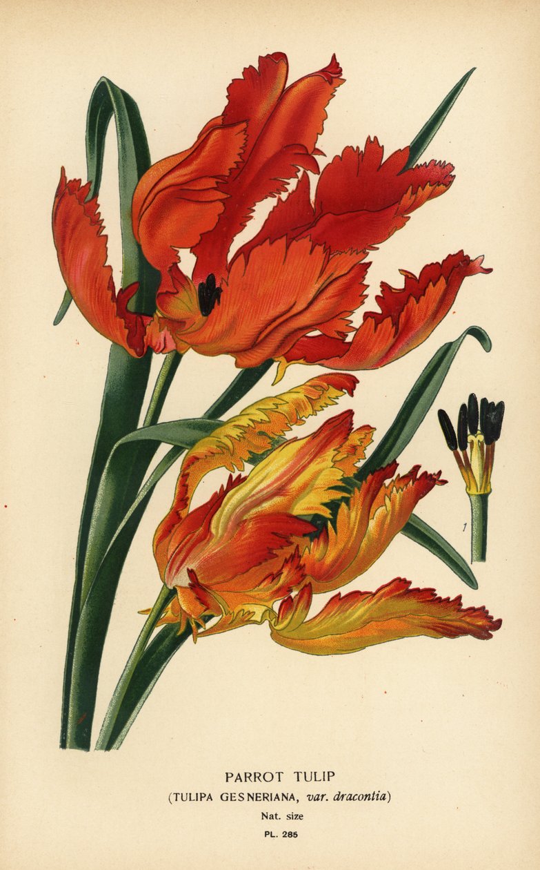 Tulipan papuga, Tulipa gesneriana var. drakontia. Chromolithograph z ilustracji Desire Bois z filmu Ulubione kwiaty ogrodu i szklarni Edwarda Stepa, Frederick Warne, Londyn autorstwa Désiré Georges Jean Marie Bois