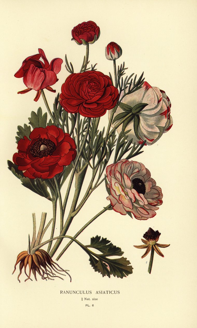 Jaskiery perskie, Ranunculus asiatica. autorstwa Désiré Georges Jean Marie Bois