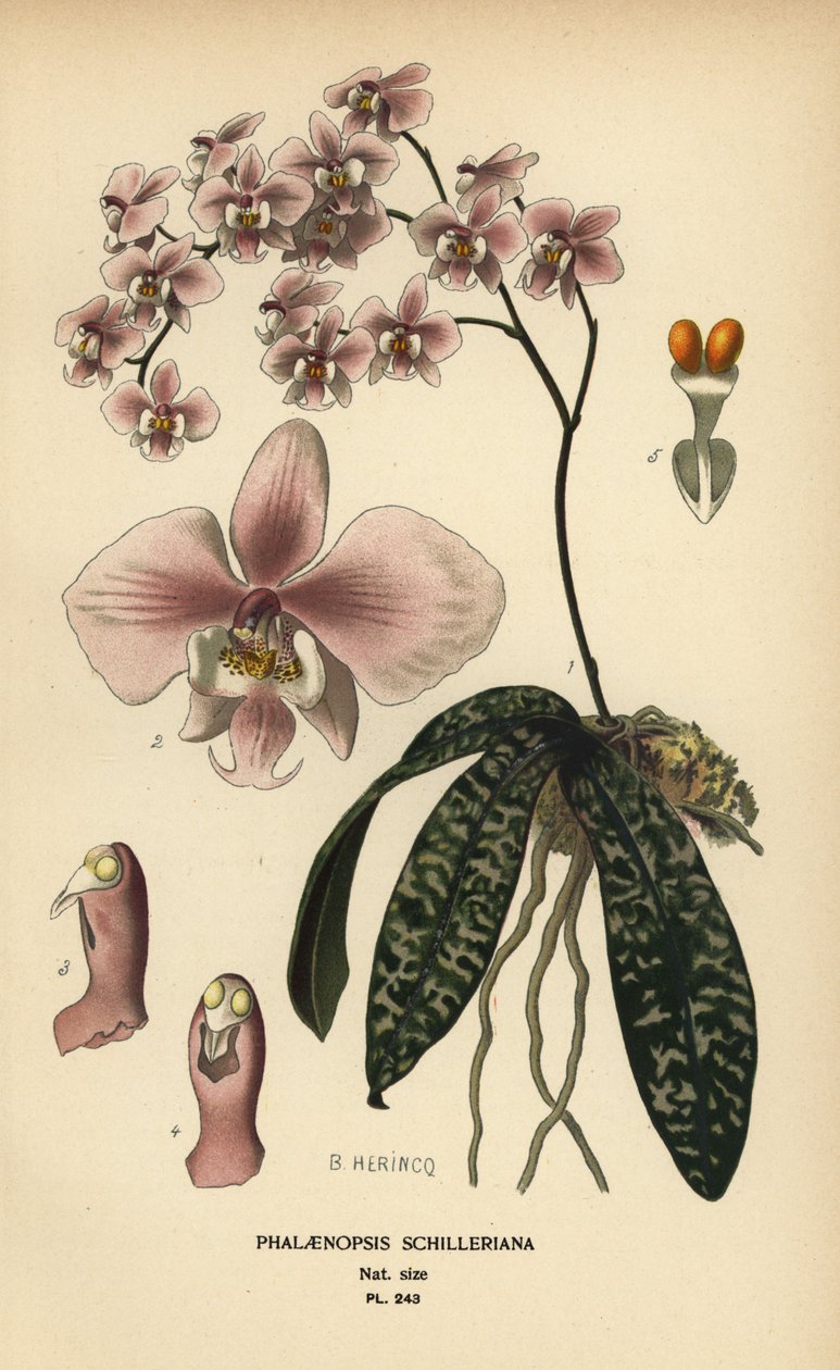 Storczyk Phalaenopsis schilleriana. Chromolitografia z ilustracji B. Herincqa z książki Ulubione kwiaty ogrodu i szklarni Edwarda Stepa, Frederick Warne, Londyn autorstwa Désiré Georges Jean Marie Bois