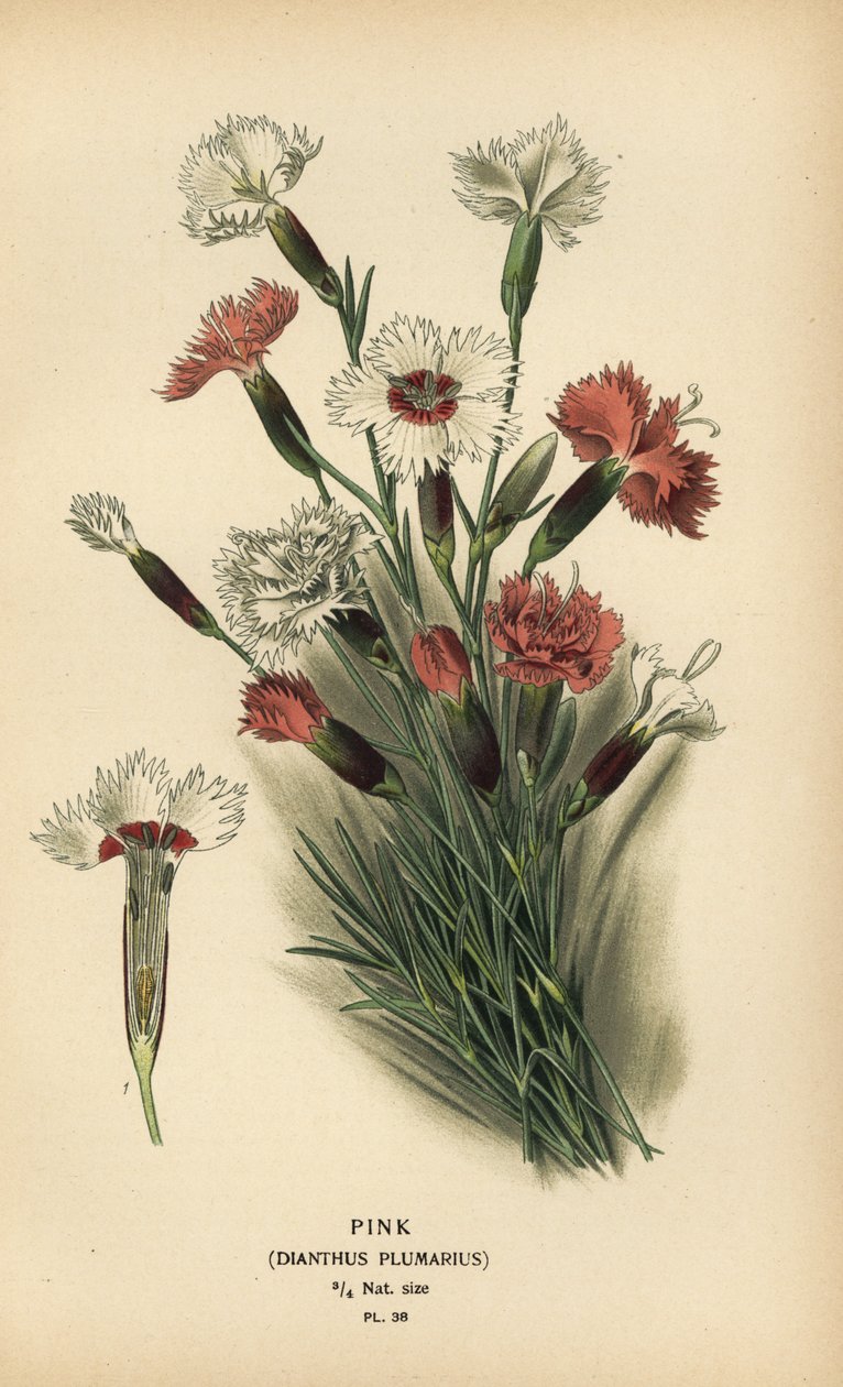 Różowy, goździk śliwkowy. autorstwa Désiré Georges Jean Marie Bois