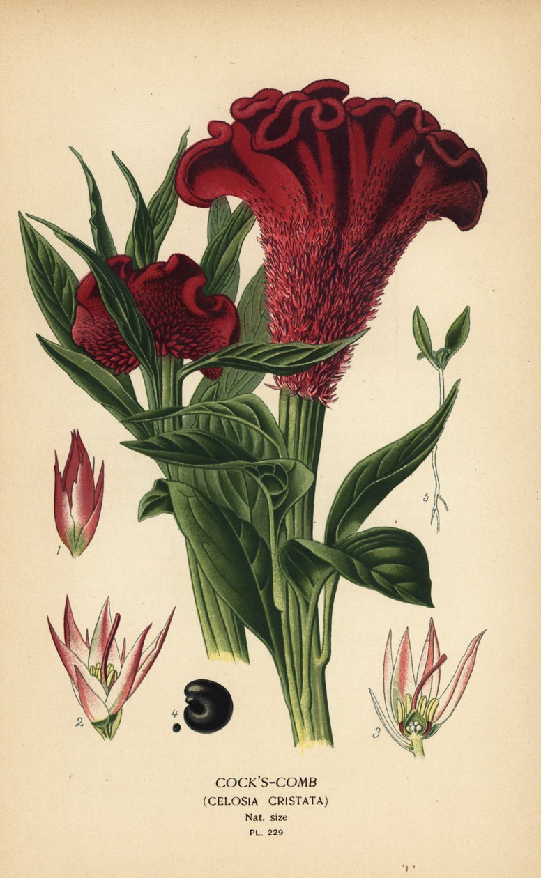 Grzebień koguta z piórami lub grzebień koguta srebrnego, Celosia argentea (grzebień koguta, Celosia cristata). Chromolithograph z ilustracji Desire Bois z filmu Ulubione kwiaty ogrodu i szklarni Edwarda Stepa, Frederick Warne, Londyn autorstwa Désiré Georges Jean Marie Bois