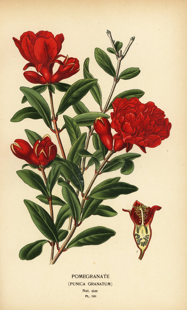 Granaty, Punica granatum. autorstwa Désiré Georges Jean Marie Bois