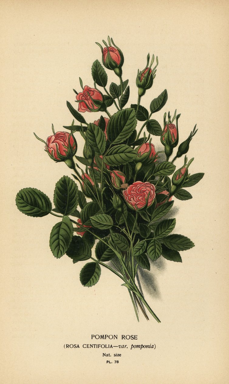 Róża pomponowa, Rosa centifolia var. pompony. autorstwa Désiré Georges Jean Marie Bois