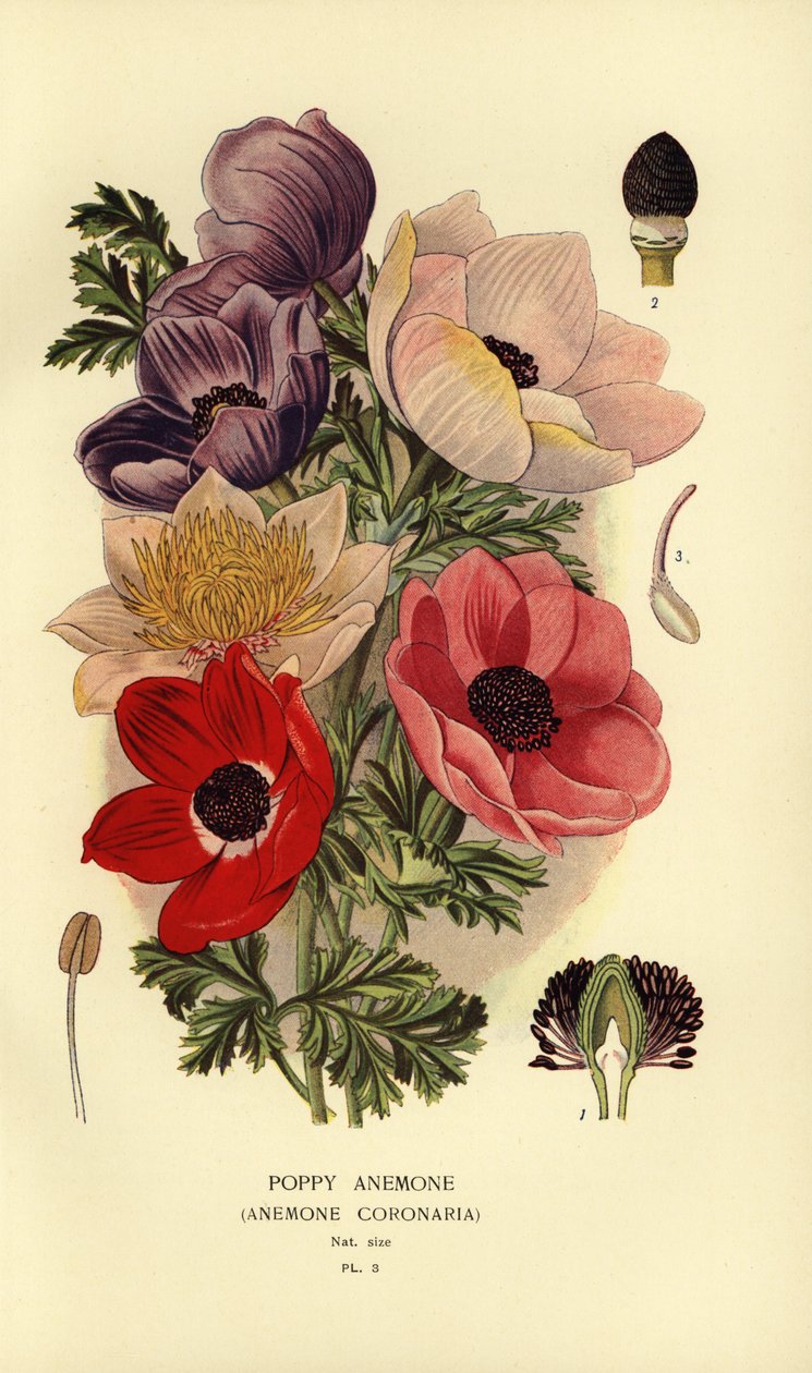 Zawilce makowe, Coronaria Anemone. autorstwa Désiré Georges Jean Marie Bois