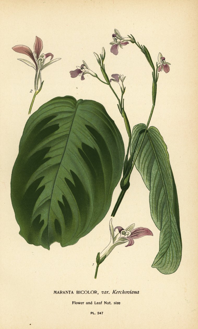 Roślina modlitewna, Maranta leuconeura (Maranta bicolor var. Kerchoviana). Chromolithograph z ilustracji Desire Bois z filmu Ulubione kwiaty ogrodu i szklarni Edwarda Stepa, Frederick Warne, Londyn autorstwa Désiré Georges Jean Marie Bois