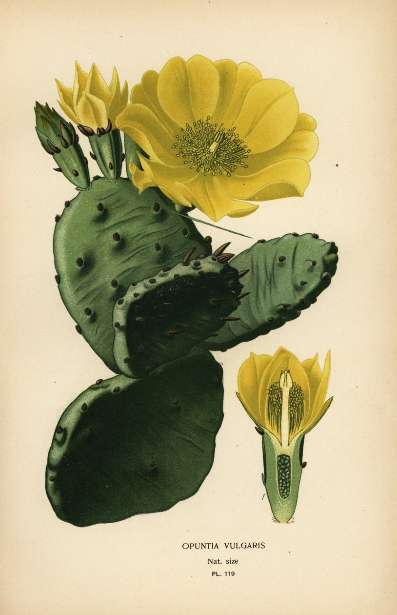 Opuncja opuncja lub indyjska opuncja figowa, Opuntia ficus-indica autorstwa Désiré Georges Jean Marie Bois