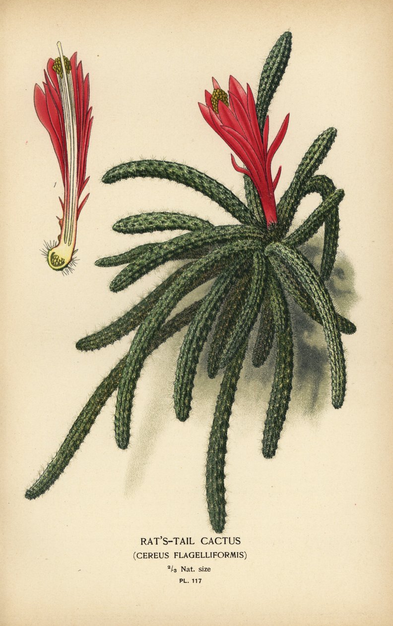 Kaktus Rattail, Disocactus flagelliformis. autorstwa Désiré Georges Jean Marie Bois