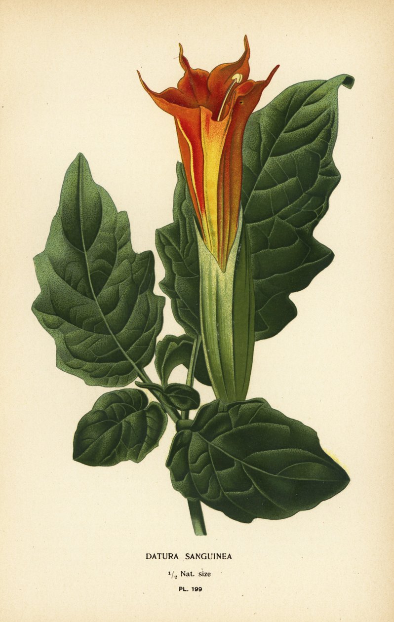 Trąbka czerwonego anioła, Brugmansia sanguinea. Wyginąć. autorstwa Désiré Georges Jean Marie Bois