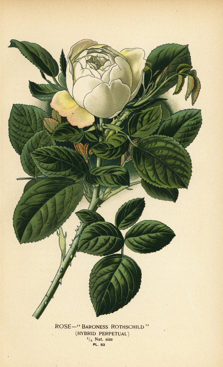 Róża Baroness Rothschild, hybryda wieczysta. autorstwa Désiré Georges Jean Marie Bois