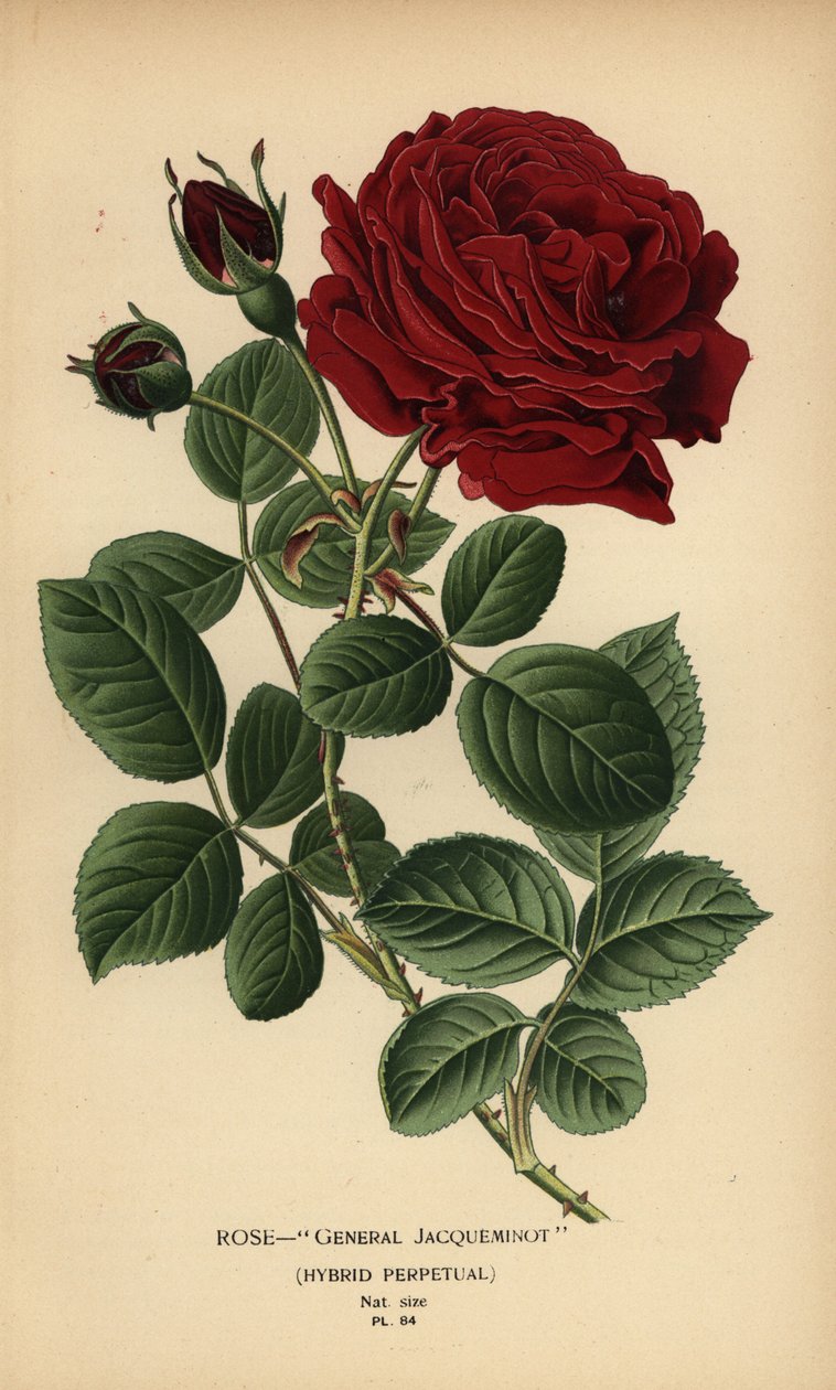 Rose General Jacqueminot, hybryda wieczysta. autorstwa Désiré Georges Jean Marie Bois