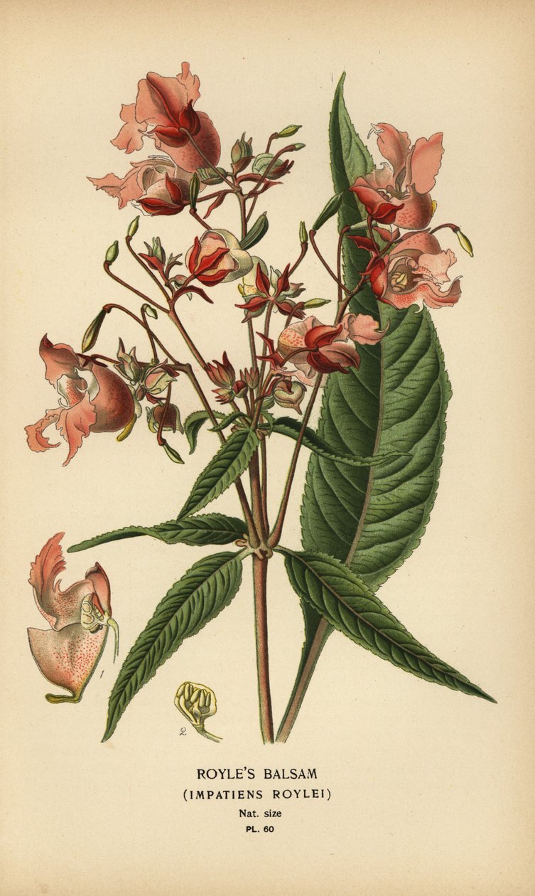 Balsam Royle