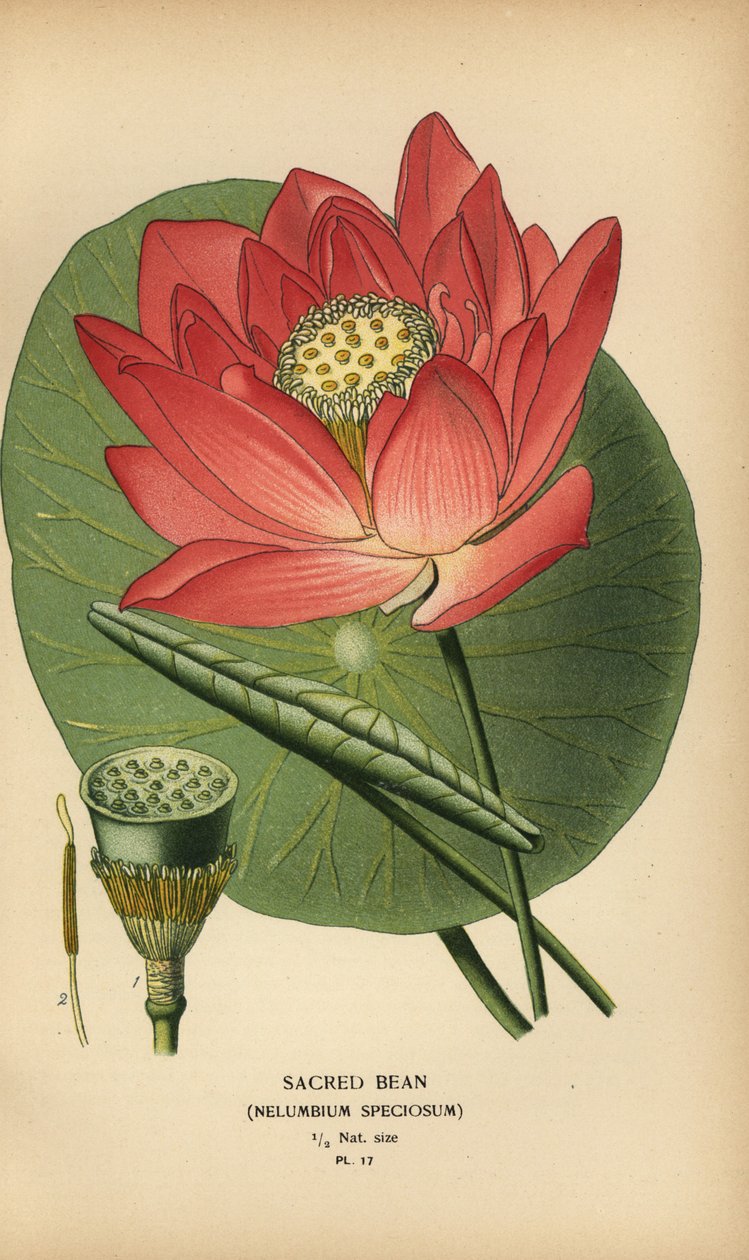 Święta fasola lub lotos indyjski, Nelumbo nucifera. autorstwa Désiré Georges Jean Marie Bois