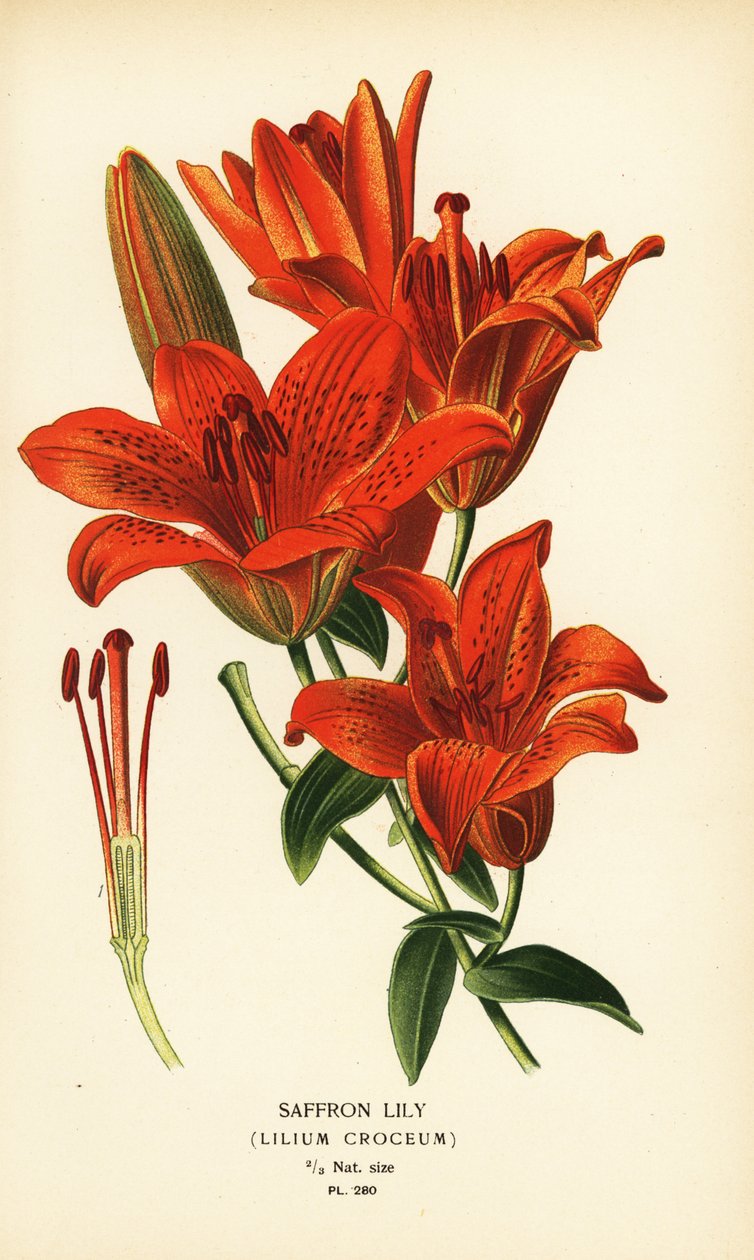 Lilia szafranowa, krokodyl Lilium. Chromolithograph z ilustracji Desire Bois z filmu Ulubione kwiaty ogrodu i szklarni Edwarda Stepa, Frederick Warne, Londyn autorstwa Désiré Georges Jean Marie Bois