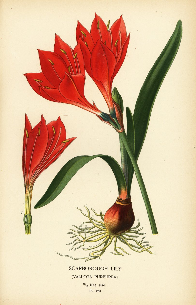 Lilia Scarborough, Cyrtanthus elatus (Vallota purpurea). Chromolithograph z ilustracji Desire Bois z filmu Ulubione kwiaty ogrodu i szklarni Edwarda Stepa, Frederick Warne, Londyn autorstwa Désiré Georges Jean Marie Bois