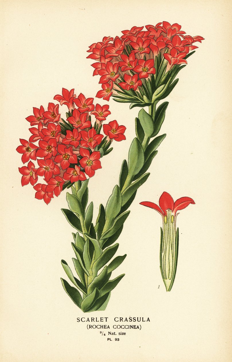 Szkarłatna Carrula, Grubosz coccinea. autorstwa Désiré Georges Jean Marie Bois