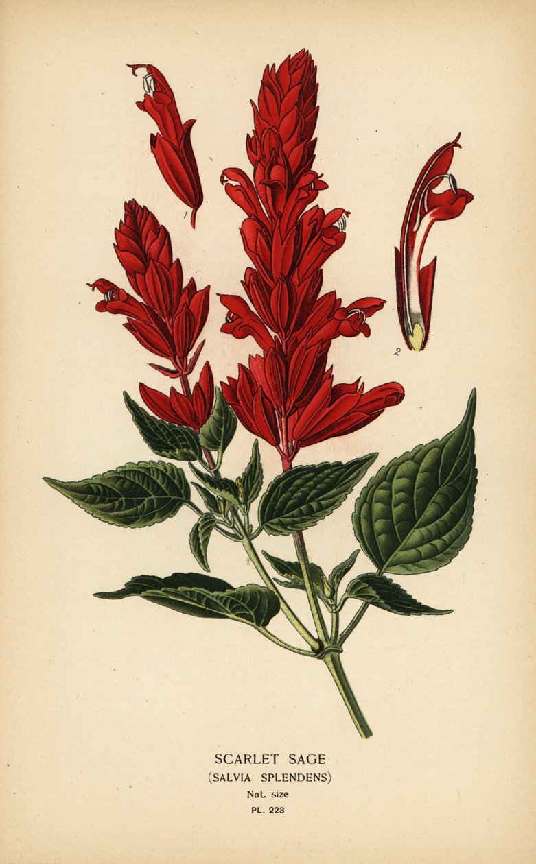 Szkarłatna szałwia, Salvia splendens. Chromolithograph z ilustracji Desire Bois z filmu Ulubione kwiaty ogrodu i szklarni Edwarda Stepa, Frederick Warne, Londyn autorstwa Désiré Georges Jean Marie Bois