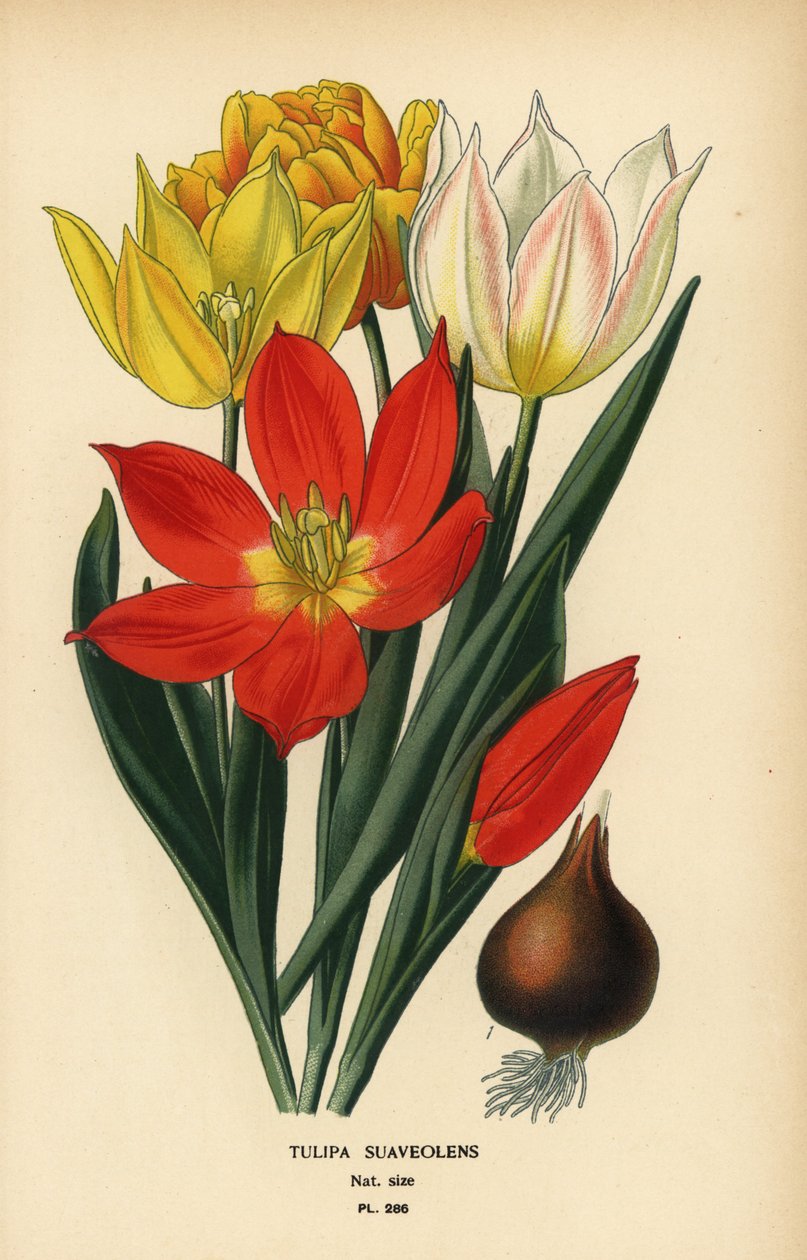 Tulipan Schrencka, Tulipa suaveolens lub Tulipa schrenkii. Chromolithograph z ilustracji Desire Bois z filmu Ulubione kwiaty ogrodu i szklarni Edwarda Stepa, Frederick Warne, Londyn autorstwa Désiré Georges Jean Marie Bois
