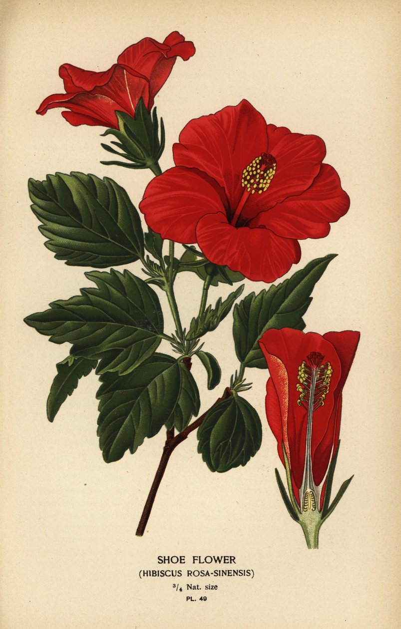 Kwiat buta lub róża chińska, Hibiscus rosa-sinensis. autorstwa Désiré Georges Jean Marie Bois