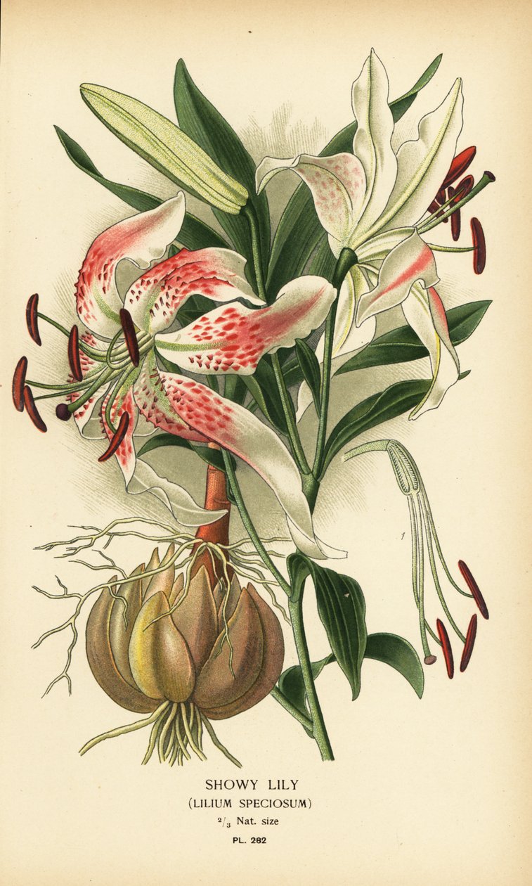 Efektowna lilia, Lilium speciosum. Chromolithograph z ilustracji Desire Bois z filmu Ulubione kwiaty ogrodu i szklarni Edwarda Stepa, Frederick Warne, Londyn autorstwa Désiré Georges Jean Marie Bois