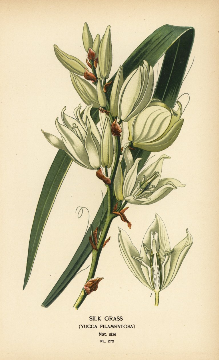 Jedwabna trawa, Yucca filamentosa. Chromolithograph z ilustracji Desire Bois z filmu Ulubione kwiaty ogrodu i szklarni Edwarda Stepa, Frederick Warne, Londyn autorstwa Désiré Georges Jean Marie Bois