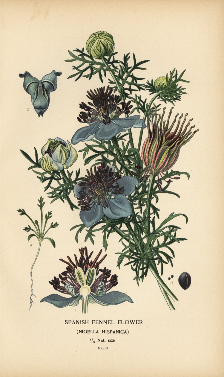 Hiszpański koper włoski, Nigella hispanica. autorstwa Désiré Georges Jean Marie Bois