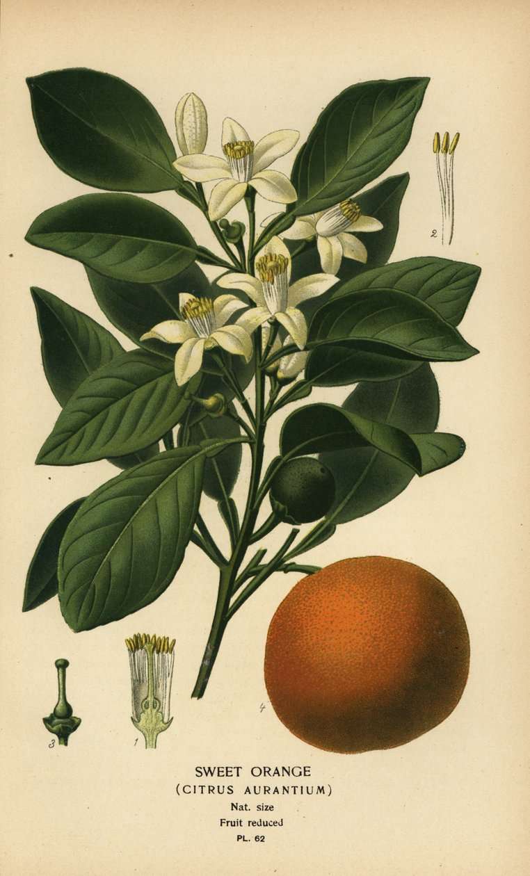 Słodka pomarańcza, Citrus x aurantium. autorstwa Désiré Georges Jean Marie Bois