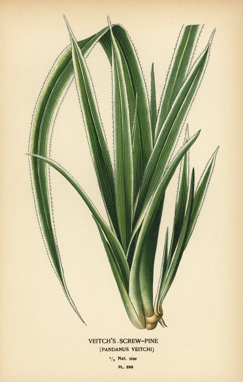 Tahitańska sosna, Pandanus tectorius (sosna Veitcha, Pandanus veitchii). Chromolithograph z ilustracji Desire Bois z filmu Ulubione kwiaty ogrodu i szklarni Edwarda Stepa, Frederick Warne, Londyn autorstwa Désiré Georges Jean Marie Bois